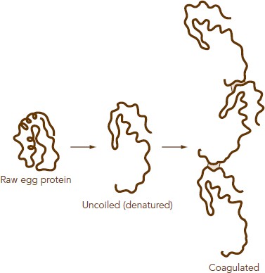 A Description of the Process of Egg Coagulation from How Baking Works ...