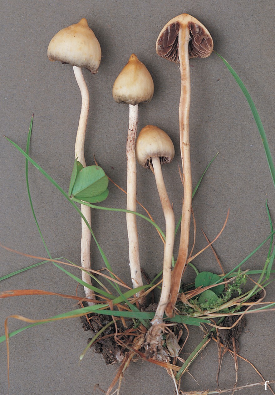 Liberty Cap or Magic Mushroom from Mushrooms by Roger Phillips 